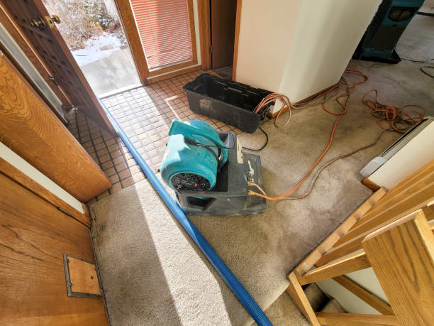 Best Water damage cleanup near me  in Annandale, NJ